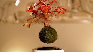 Filippo 3 febbraio 2016 arredo, casa e ufficio nessun commento. M Ama Non M Ama Kokedama Workshop Di Realizzazione Di Bonsai Sospesi Di San Valentino Eventi A Cesena
