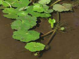 Image result for Hydrocotyle ranunculoides