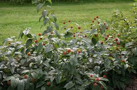 Check spelling or type a new query. Cephalanthus Occidentalis Sugar Shack Sugar Shack Buttonbush Plantmaster