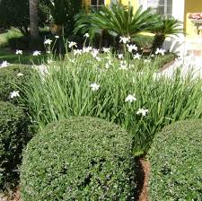 Maybe you would like to learn more about one of these? African Iris White For Sale Jacksonville Fl