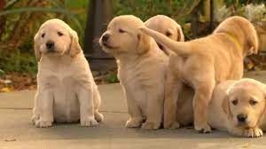 Maybe you would like to learn more about one of these? Surprise It S A Puppy Golden Lab Or Husky Cross Youtube