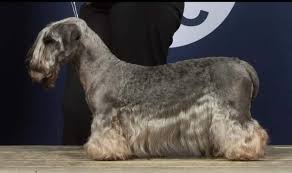 Image result for ČESKÝ TERIÉR