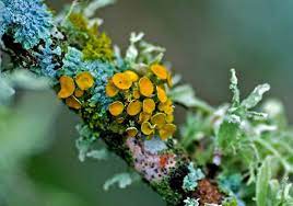 These areas can appear anywhere on the body,. Plant Life Lichens