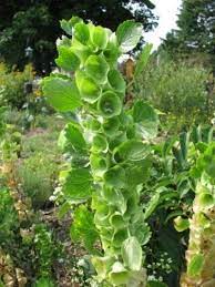 Bells Of Ireland Care Tips For Growing Bells Of Ireland Flowers Garden Care Plants Beautiful Flowers Garden