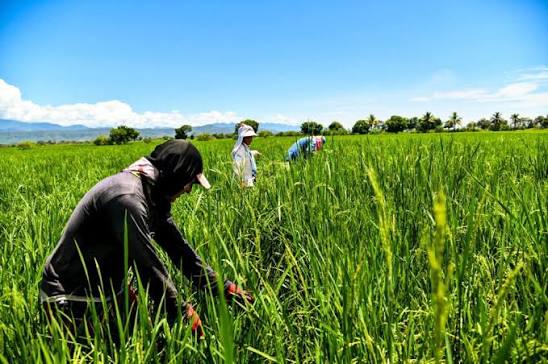 🚨¡Atención familias arroceras! 🌾👨🏻‍🌾👩🏻‍🌾🇨🇴 Acá está el primer  listado de productores habilitados para cobrar el 💰apoyo directo a la  comercialización del cereal.📋 🔗#MinAgricultura los invita a consultar  ingresando a http://www ...