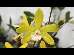 All about encyclia tampensis culture care tips. Video Sophronitis