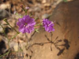 Image result for Commicarpus chinensis