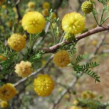 Image result for Acacia fleckii
