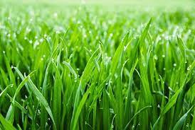 Pin On Lawn And Pasture Grasses