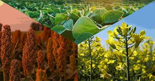 Nimic nu se întâmplă fără soare. Floarea Soarelui Istoria Nuseed Romania