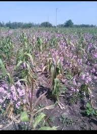 Image result for Striga aspera