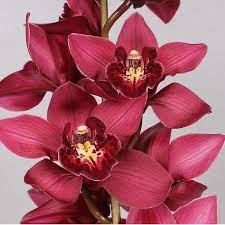 Cymbidium Orchid Risto Are Perfect For Wedding Flower Arrangements They Create A Natural And Delicate Look Also G Cymbidium Orchids Orchids Wholesale Flowers