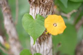 Image result for Ipomoea obscura