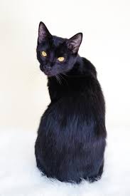 However, the eye color of domestic cats can vary from blue to green to yellow, orange and a copper tone often mistaken for brown. Bombay Cat Information On The Miniature Black Panther Holidogtimes