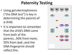 Paternity tests offer answers to these questions with scientific evidence. Do Now Answer The Following Questions Why Is Dna Important Ppt Download