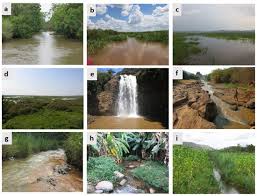 Image result for Sericostachys scandens