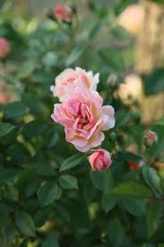 45 risultati prodotti produttore & fornitore. Cinque Rose Di Monica Cavina Italian Botanical Trips