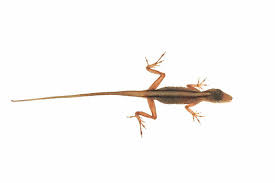 Image result for Anolis scypheus