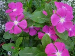 Vinka Cvece Saveti Za Uzgoj Odrzavanje Razmnozavanje Zalivanje Cvetanje Bolesti Sadnja I Mnogi Drugi Annual Flowers Beautiful Flowers Ornamental Plants