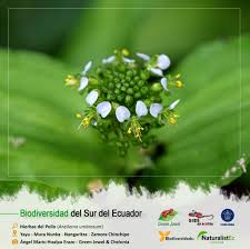 Image result for Aneilema umbrosum