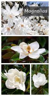 Magnolia Trees Magnolia Tree Types Magnolia Trees Magnolia