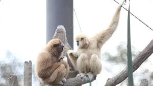 No experience is required and all on the job training will be provided. Meet Georgie Malay Zoo Knoxville S Playful Gibbons Wbir Com