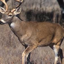 Matt hansen photography's whitetail deer photography collection. Amazon Com White Tail Deer Wallpaper Hd Wallpapers Of White Tail Deer Appstore For Android
