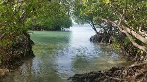 Manglillito Guanica Pr Guanica Nature Outdoor