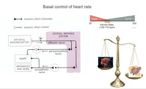 Y2 Lcrs Pharmacology And Therapeutics Flashcards Quizlet