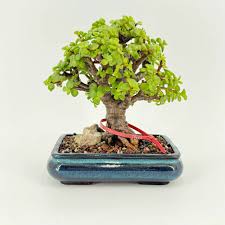 Image result for Portulacaria