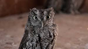 Sounds of the eastern screech owl. Baby Screech Owl Animal R R Youtube