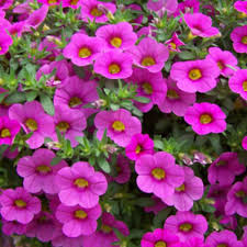 Image result for foto Million Bells