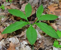 Image result for Eriosema pentaphyllum