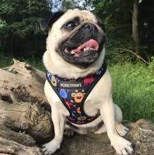 Pin On Best Dog Harnesses