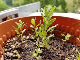 Lavender Plant How To Grow Lavender In Singapore Growing Lavender Lavender Plant Growing Strawberries
