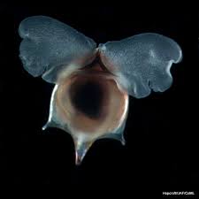 Image result for Kalaharia uncinata