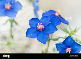 Image result for Lysimachia monelli