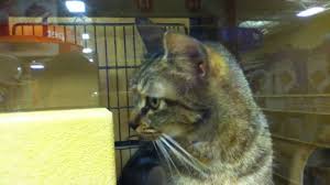 Having an animal and keeping up with supplying food can get expensive so buying cheapier food is ok doesnt mean it will hurt the cat. Adopt A Cat At Petsmart Youtube