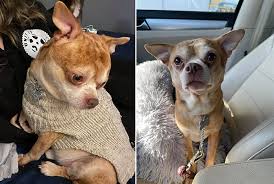 Maybe you would like to learn more about one of these? A Chucky Doll In A Dog S Body Prancer The Chihuahua Gets Adopted After Hilarious Facebook Plea