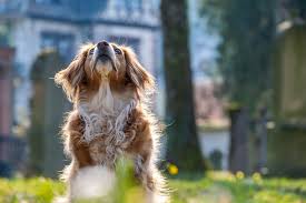 The exact location of your dog can be accessed directly via the free app. 10 German Dog Breeds