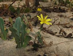 Image result for Sonchus dregeanus