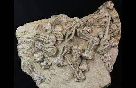 We did not find results for: 18 Jimbacrinus Crinoid Fossils Australia For Sale 31772 Fossilera Com