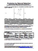 As you capture the moths most easily visible against the tree surface, the moth populations change, illustrating the effects of natural selection. Evolution And Selection Pogil Biology Answer Key Pdf Free Download