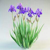 Iris Germanica Flower Landscape 3d Model Texture