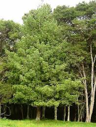 Image result for Phyllocladus trichomanoides