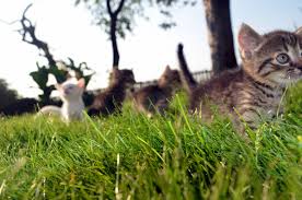 Free Images Grass Flower Animal Cute Wildlife Love Pet Portrait Young Kitten Child Care Together Fauna Life Family Fun Kitty Mother Happy Traveling Little Vertebrate Brothers Small To Medium Sized Cats