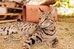 A1 Savannahs - The Original Founder of The Savannah Cat Breed