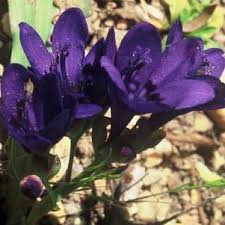 Image result for Lapeirousia littoralis