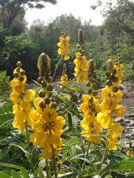 Image result for Senna didymobotrya