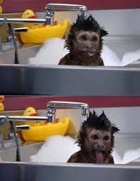 The owners of this little capuchin monkey give him a bath in their sink. Koala In A Bucket Monkeys Funny Cute Monkey Animals